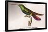 Hummingbird: Trochilus Gramineus-Sir William Jardine-Framed Stretched Canvas