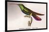 Hummingbird: Trochilus Gramineus-Sir William Jardine-Stretched Canvas