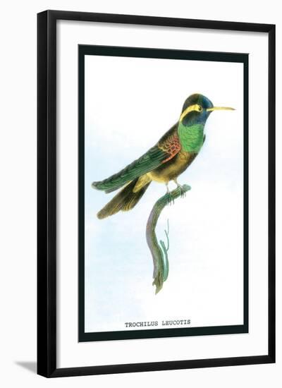 Hummingbird: Trochilus Leucotis-Sir William Jardine-Framed Art Print