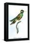 Hummingbird: Trochilus Leucotis-Sir William Jardine-Framed Stretched Canvas