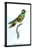 Hummingbird: Trochilus Leucotis-Sir William Jardine-Stretched Canvas