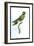 Hummingbird: Trochilus Leucotis-Sir William Jardine-Framed Art Print