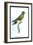 Hummingbird: Trochilus Leucotis-Sir William Jardine-Framed Art Print