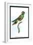 Hummingbird: Trochilus Leucotis-Sir William Jardine-Framed Art Print