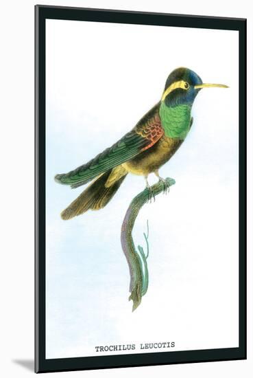 Hummingbird: Trochilus Leucotis-Sir William Jardine-Mounted Art Print