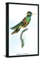 Hummingbird: Trochilus Leucotis-Sir William Jardine-Stretched Canvas