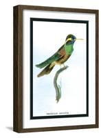 Hummingbird: Trochilus Leucotis-Sir William Jardine-Framed Art Print