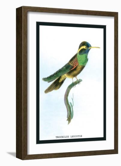 Hummingbird: Trochilus Leucotis-Sir William Jardine-Framed Art Print