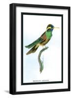 Hummingbird: Trochilus Leucotis-Sir William Jardine-Framed Art Print