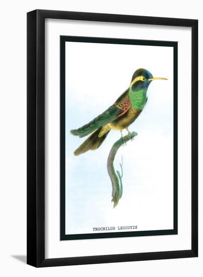 Hummingbird: Trochilus Leucotis-Sir William Jardine-Framed Art Print