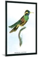 Hummingbird: Trochilus Leucotis-Sir William Jardine-Mounted Art Print