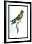 Hummingbird: Trochilus Leucotis-Sir William Jardine-Framed Art Print