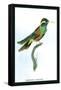 Hummingbird: Trochilus Leucotis-Sir William Jardine-Framed Stretched Canvas