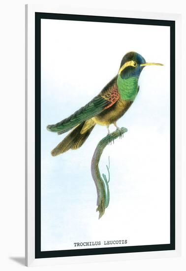 Hummingbird: Trochilus Leucotis-Sir William Jardine-Framed Art Print