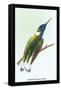 Hummingbird: Trochilus Mellivorous-Sir William Jardine-Framed Stretched Canvas