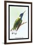 Hummingbird: Trochilus Mellivorous-Sir William Jardine-Framed Art Print