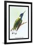 Hummingbird: Trochilus Mellivorous-Sir William Jardine-Framed Art Print