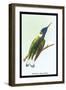 Hummingbird: Trochilus Mellivorous-Sir William Jardine-Framed Art Print