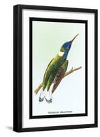 Hummingbird: Trochilus Mellivorous-Sir William Jardine-Framed Art Print