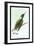 Hummingbird: Trochilus Mellivorous-Sir William Jardine-Framed Art Print