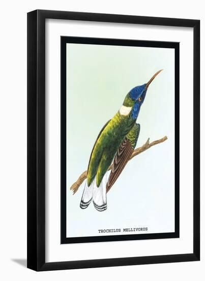 Hummingbird: Trochilus Mellivorous-Sir William Jardine-Framed Art Print