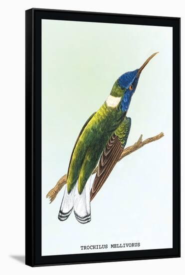 Hummingbird: Trochilus Mellivorous-Sir William Jardine-Framed Stretched Canvas