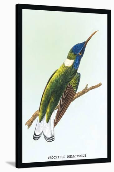 Hummingbird: Trochilus Mellivorous-Sir William Jardine-Stretched Canvas