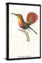 Hummingbird: Trochilus Moschitus-Sir William Jardine-Stretched Canvas