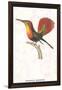 Hummingbird: Trochilus Moschitus-Sir William Jardine-Framed Art Print