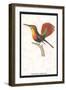 Hummingbird: Trochilus Moschitus-Sir William Jardine-Framed Art Print