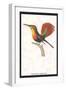 Hummingbird: Trochilus Moschitus-Sir William Jardine-Framed Art Print