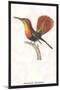 Hummingbird: Trochilus Moschitus-Sir William Jardine-Mounted Art Print