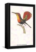 Hummingbird: Trochilus Moschitus-Sir William Jardine-Framed Stretched Canvas