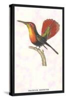 Hummingbird: Trochilus Moschitus-Sir William Jardine-Stretched Canvas