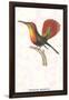 Hummingbird: Trochilus Moschitus-Sir William Jardine-Framed Art Print