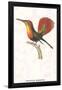 Hummingbird: Trochilus Moschitus-Sir William Jardine-Framed Art Print