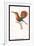 Hummingbird: Trochilus Moschitus-Sir William Jardine-Framed Art Print