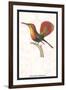 Hummingbird: Trochilus Moschitus-Sir William Jardine-Framed Art Print