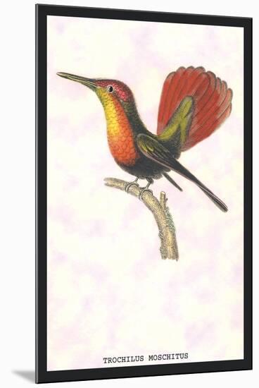 Hummingbird: Trochilus Moschitus-Sir William Jardine-Mounted Art Print