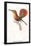 Hummingbird: Trochilus Moschitus-Sir William Jardine-Framed Stretched Canvas