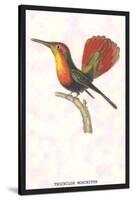 Hummingbird: Trochilus Moschitus-Sir William Jardine-Stretched Canvas