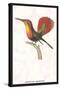 Hummingbird: Trochilus Moschitus-Sir William Jardine-Stretched Canvas