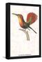 Hummingbird: Trochilus Moschitus-Sir William Jardine-Framed Stretched Canvas