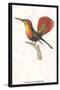 Hummingbird: Trochilus Moschitus-Sir William Jardine-Stretched Canvas