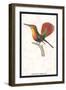 Hummingbird: Trochilus Moschitus-Sir William Jardine-Framed Art Print