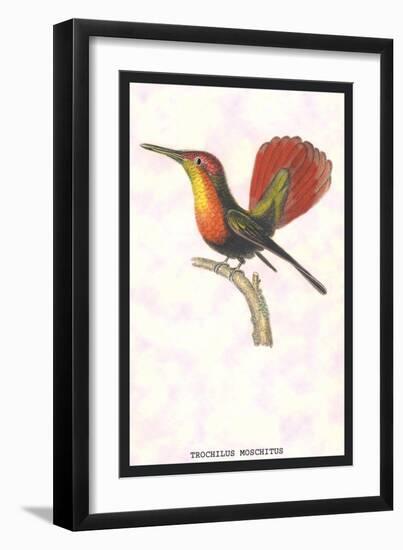 Hummingbird: Trochilus Moschitus-Sir William Jardine-Framed Art Print