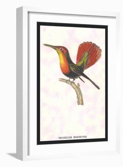 Hummingbird: Trochilus Moschitus-Sir William Jardine-Framed Art Print