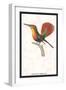 Hummingbird: Trochilus Moschitus-Sir William Jardine-Framed Art Print