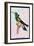 Hummingbird: Trochilus Petasphorus-Sir William Jardine-Framed Art Print