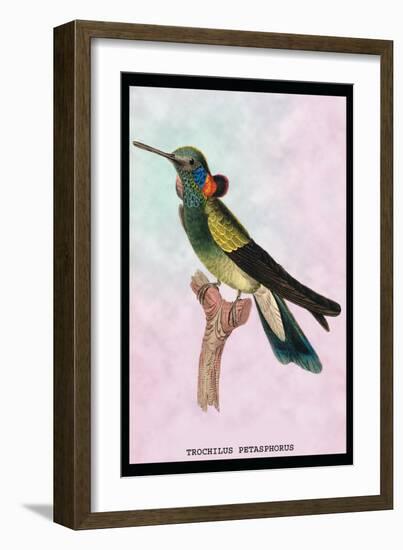 Hummingbird: Trochilus Petasphorus-Sir William Jardine-Framed Art Print